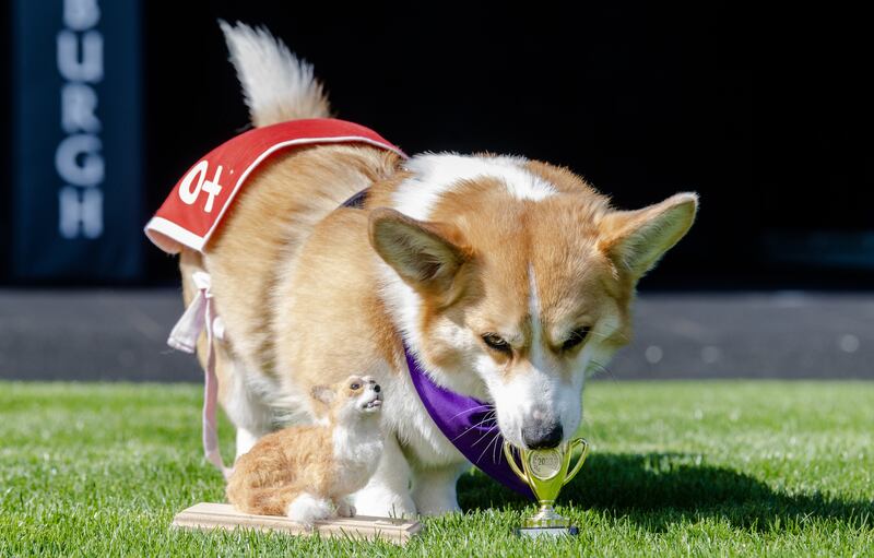 Rodney, winner of the 2023 Corgi Derby, will compete again this year