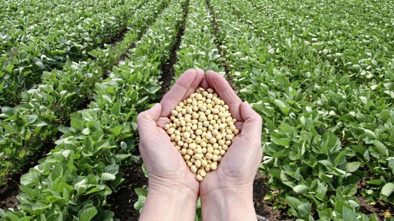 Higher prices for soybeans would hurt the Chinese consumer as a key input into hog prices, a major part of China&rsquo;s consumer basket 