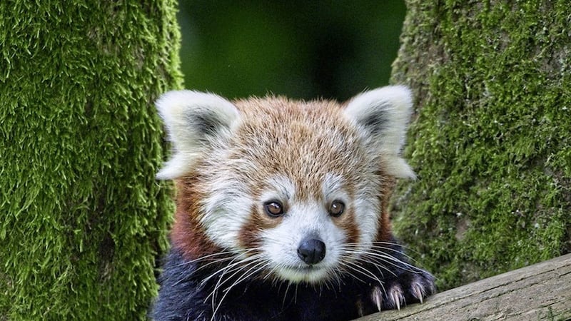 Red Panda by Joe Beattie. One of the prize-winning snaps entered in the Belfast Zoo&rsquo;s annual photographic competition 