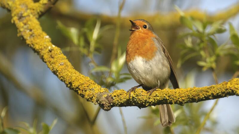 The robin is one of nature&#39;s early risers 