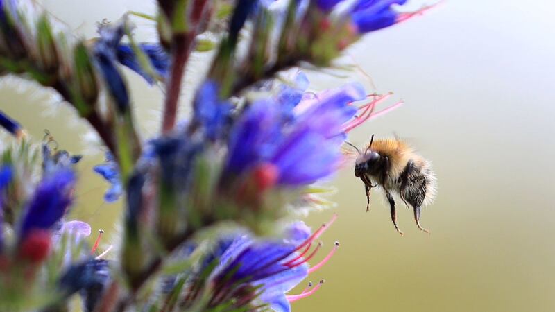Scientists used RFID – similar technology to contactless card payments – to monitor when bumblebees of different sizes left and returned to nests.