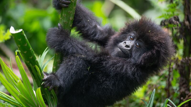 The naming of the 24 infant gorillas will take place virtually due to the pandemic.