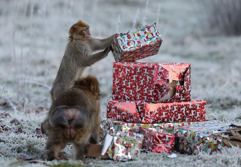 Barbary macaques at Christmas