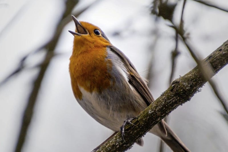 Noise pollution is hampering birds communicating with each other 