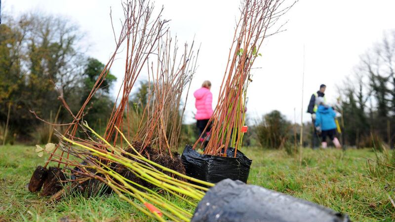 A mass tree planting is set to take place across Ireland next February 