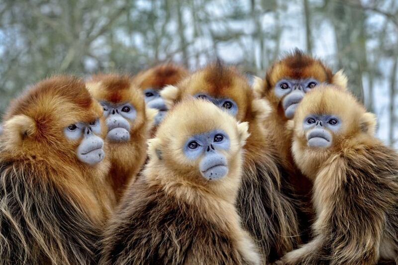 Golden snub-nosed monkeys, Eastern China, seen in Seven Worlds, One Planet 