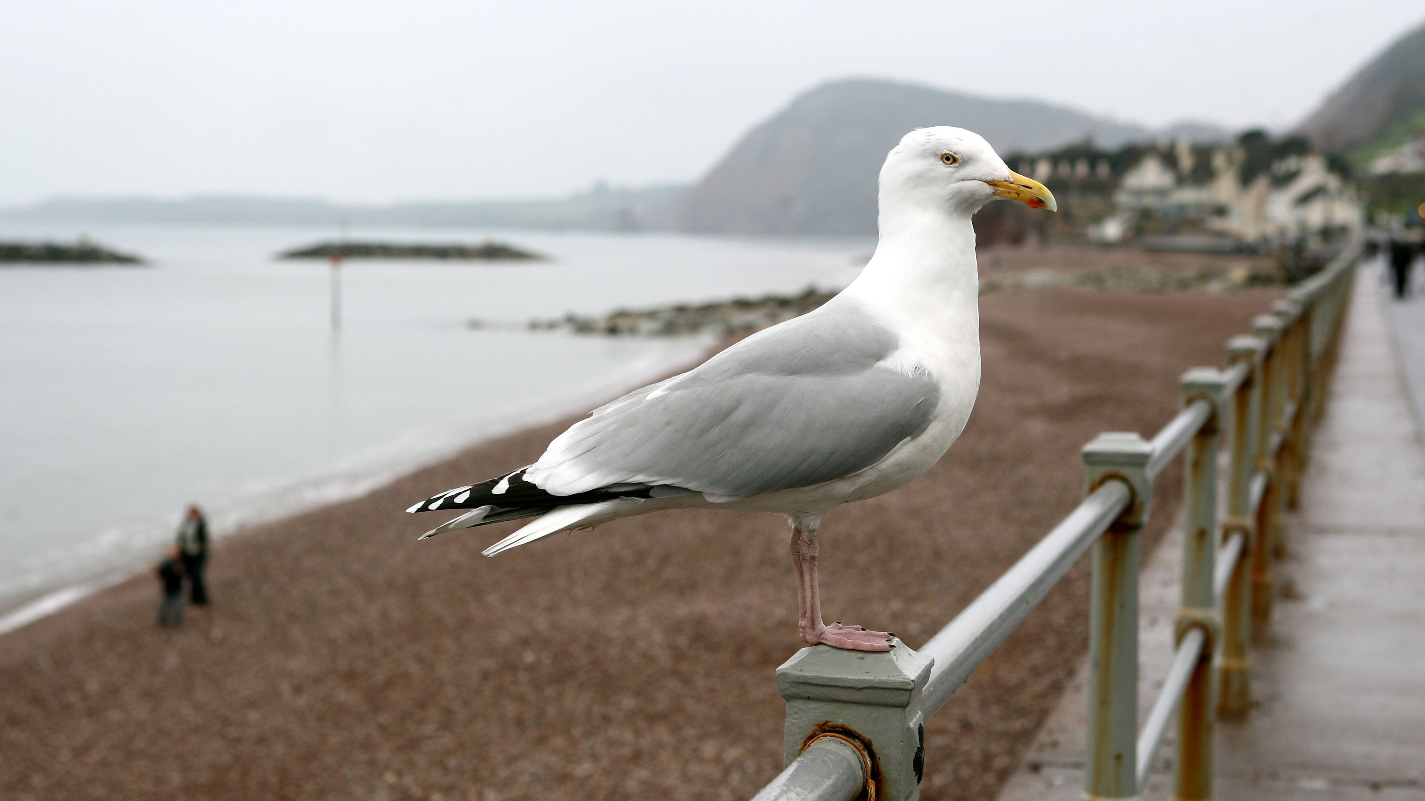 Glaring at the birds makes them less likely to steal your food, according to a new study. 