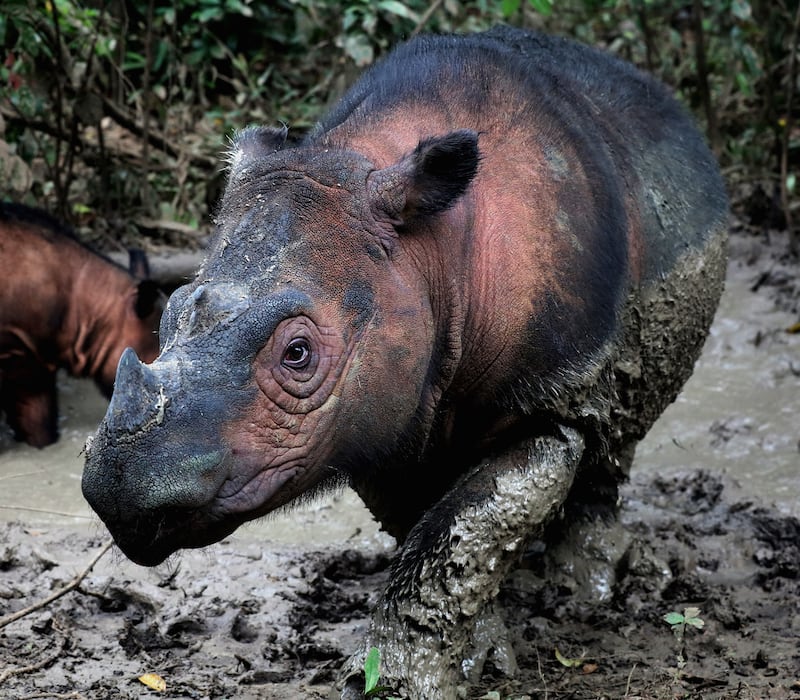 The Sumatran rhino