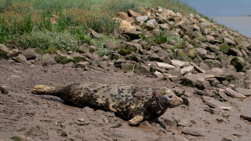The seal was first spotted off the Norfolk coast two years ago.