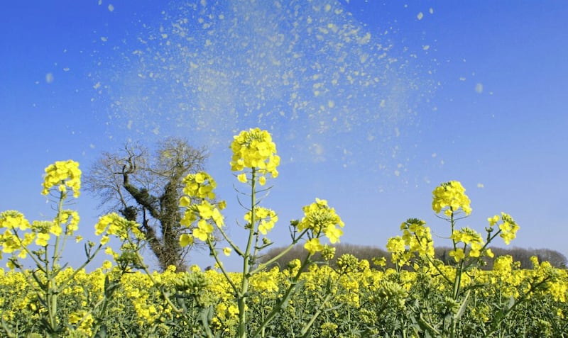 Pollen can cause constant sneezing, runny noses and itchy, watery eyes 