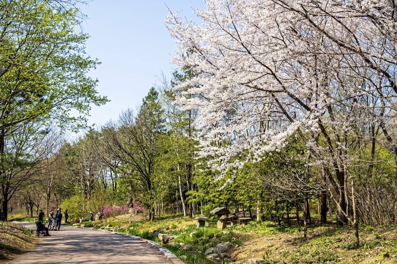 South Korea&#39;s generously laid-out arboretum is located in Daegu. Picture by Korea Tourism Organisation 
