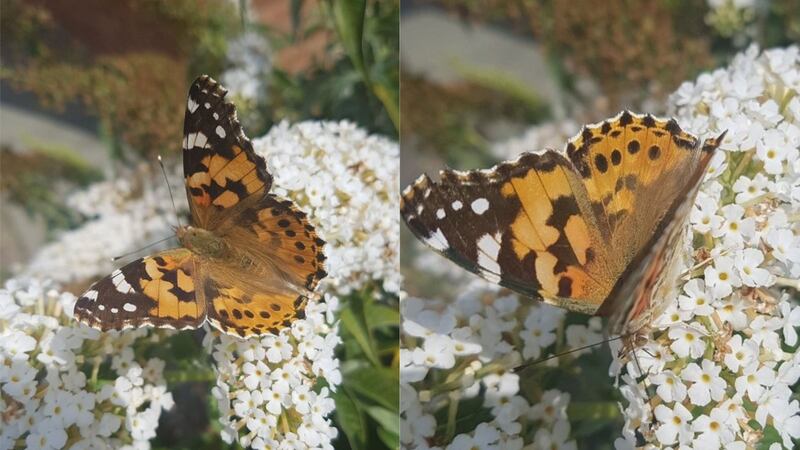 More than 30,000 painted ladies were seen by members of the public over two days in July.