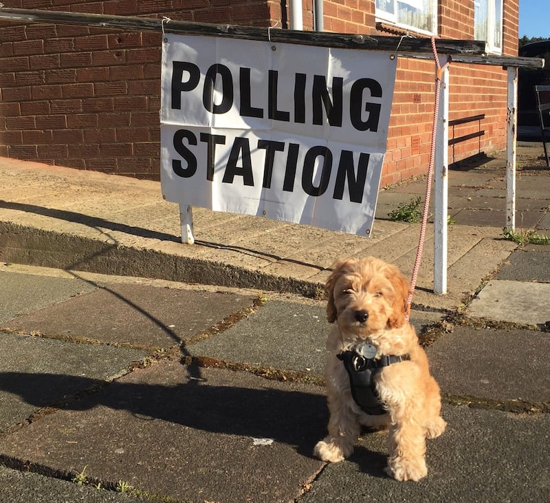 Reggie, a three-month-old cockerpoo puppy, outside a polling station in Chester-le-Street