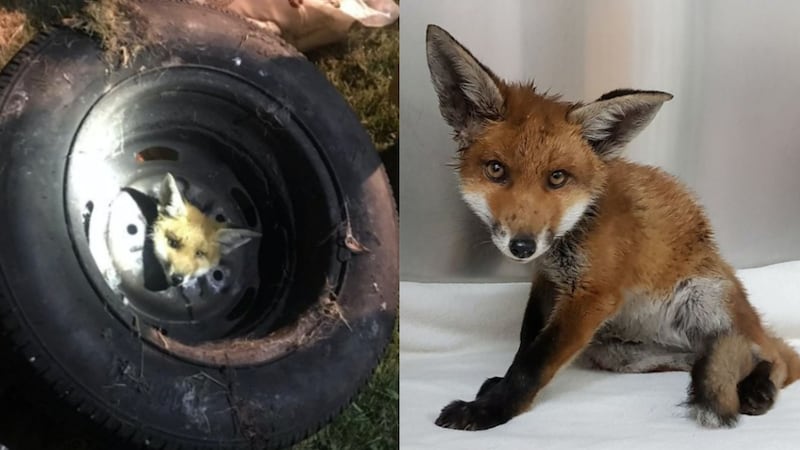 The London Fire Brigade said the fox was doing really well, after being rescued in Romford.