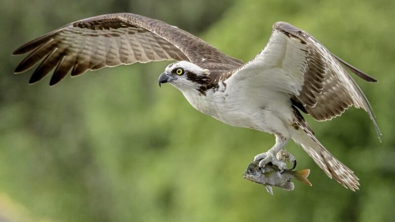 Bird watchers are eagerly awaiting the return of the osprey 