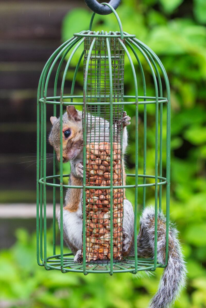 A squirrel tuck inside a bird feeder in Ashford, Kent. 