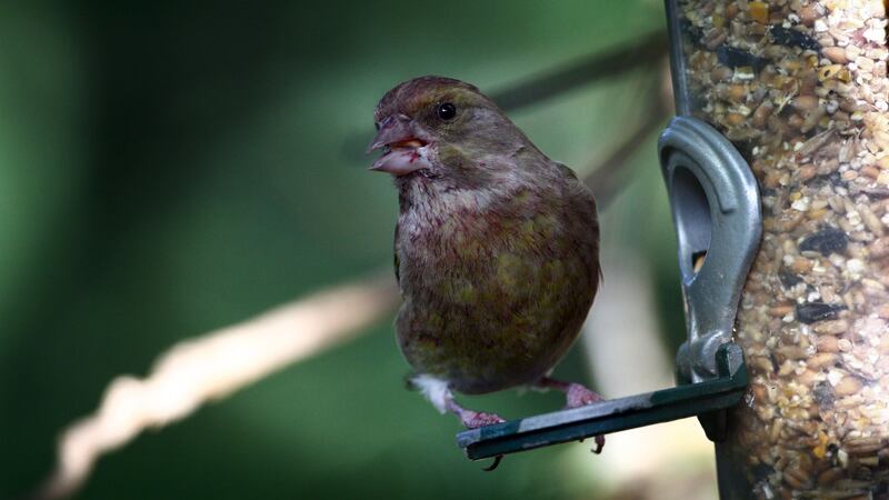 Those larger in size – such as greenfinches – monopolise the best food, while smaller species – such as blue tits – have to make do with scraps.