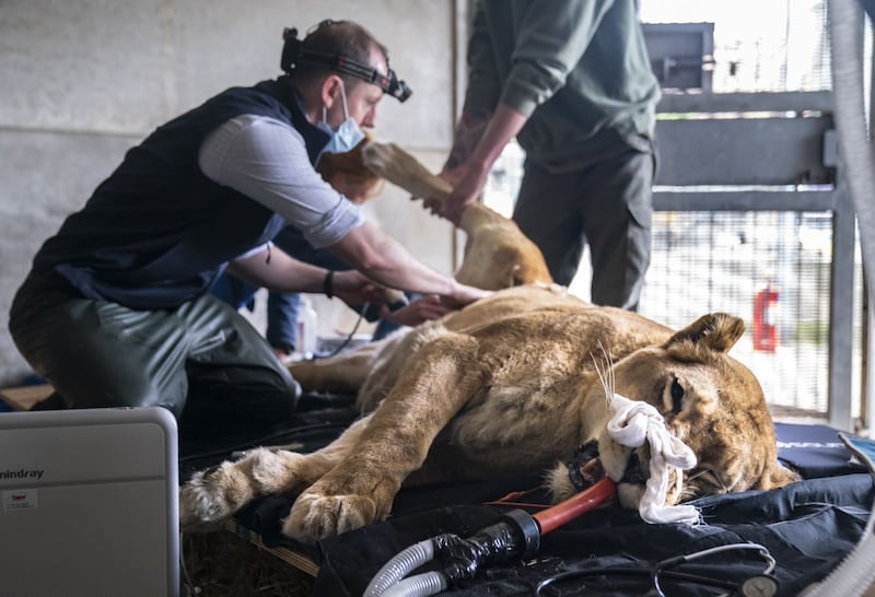 Lioness checkup at Yorkshire Wildlife Park