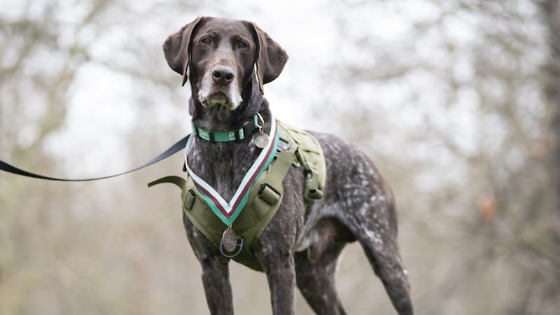 Hertz, the first dog in the British military trained to sniff out electronic communication devices, was awarded PDSA Dickin Medal.