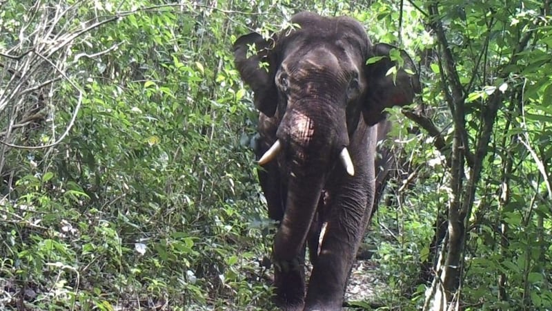The cameras also captured poachers.