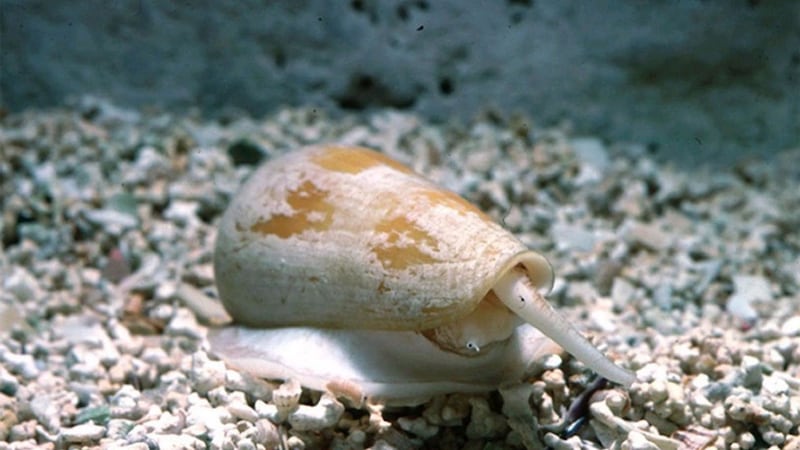 The cone snail’s venom contains chemicals called conotoxins which block the nervous system of their prey.