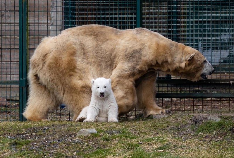 Highland Wildlife Park polar bear