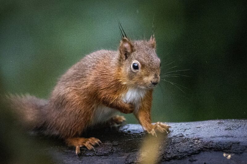 The native red squirrel has been pushed almost to extinction by the non-native grey squirrel. Picture by Liam McBurney/PA