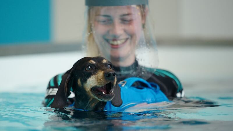 Hydrotherapy can help dogs with surgery recovery, chronic pain and weight loss.
