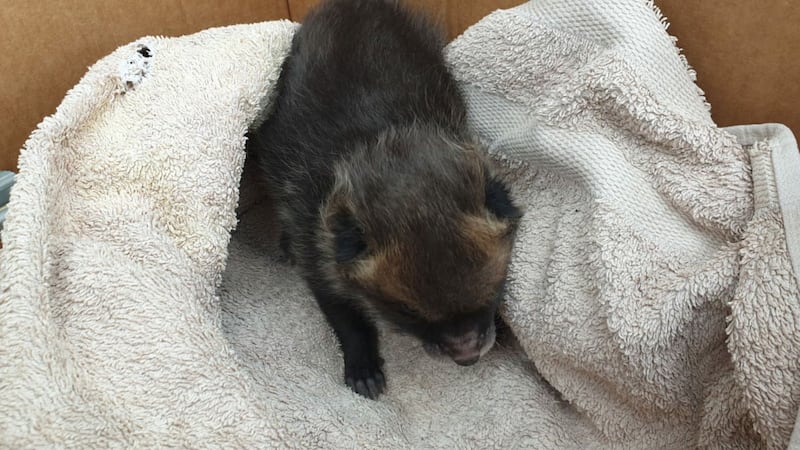The tiny cub was found on a site in Speke, Merseyside.
