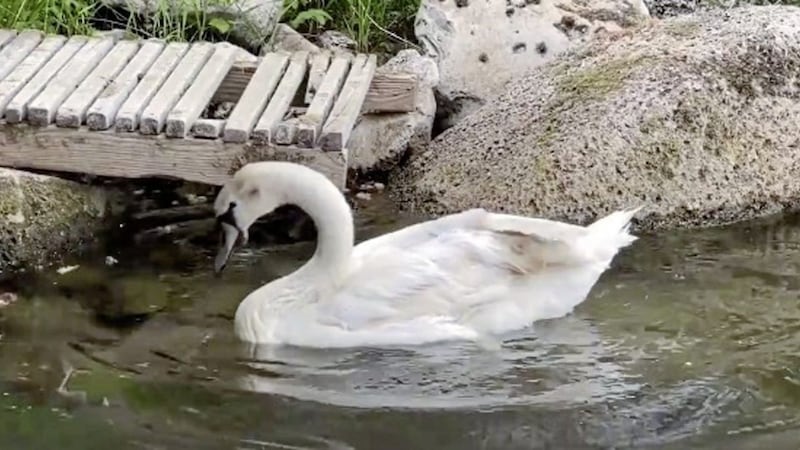 The McCabe family, from Mountnugent in Co Cavan, have released the swan back into the wild. Picture by RTE 