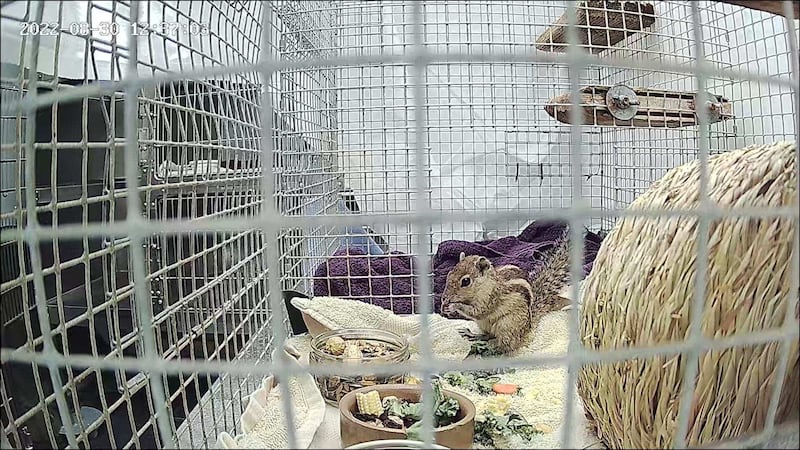 The palm squirrel, which was captured on board a ship destined for Aberdeen, is being looked after by an animal charity.