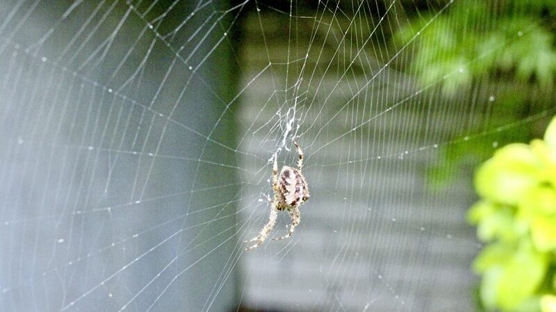 Spinning a web is just one of the garden spider&#39;s tricks &ndash; &#39;ballooning&#39; is another of their mysteries... 