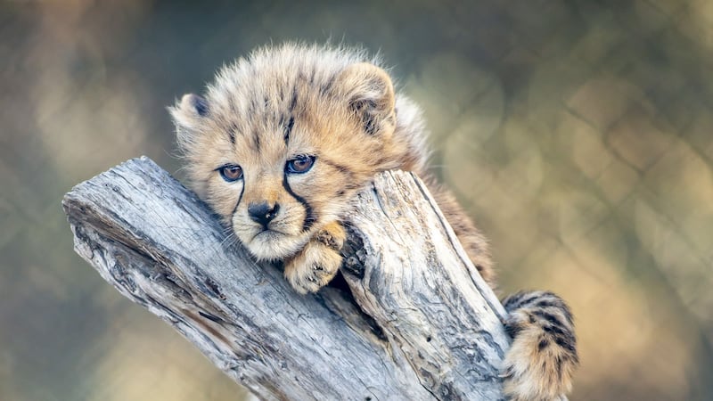 Sit back and watch the six cubs of Taronga Western Plains Zoo getting to know their world.