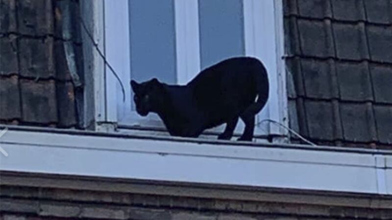 The feline was spotted on top of a property in Armentieres near Lille.