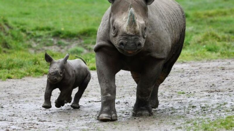 &nbsp;The little rhino has was born at Howletts Wild Animal Park in Kent