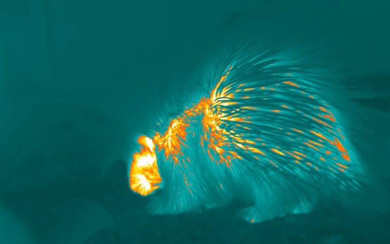 Nancy the porcupine in an image taken on a thermal imaging camera