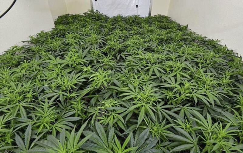 TWO men have been arrested after an underground cannabis factory was discovered in south Armagh 