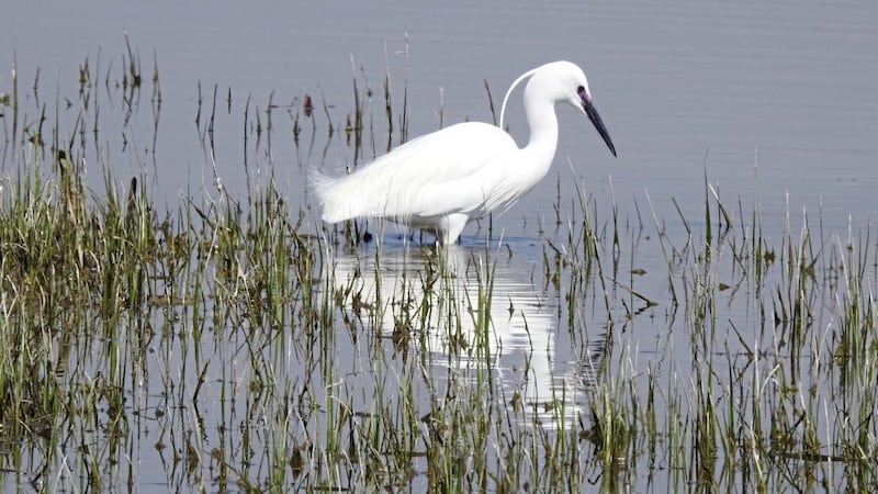 The egret can be encountered in Fermanagh 