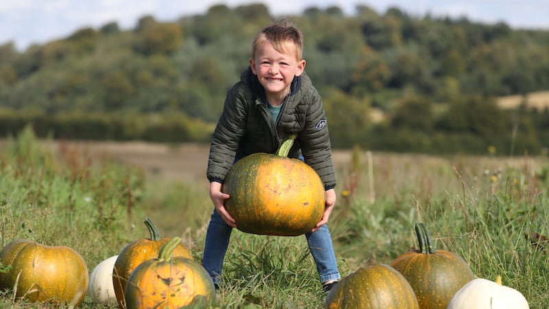 A farm in Scotland is opening up its pumpkin fields to visitors.