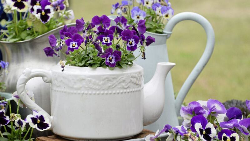 Recycle any old teapots and jugs to be used as plant containers 