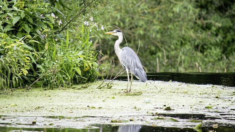 A grey heron, known as corr eisc &ndash; the fish crane &ndash; or, particularly in Co Tyrone, corr mh&oacute;na &ndash; &lsquo;bog crane&rsquo; &ndash; in Irish 