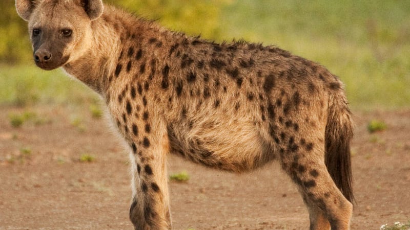 A tour guide in Africa warned Nuala&#39;s niece Kate and her friends not to hang washed underwear outside their tent because hyenas would `steal&#39; them 