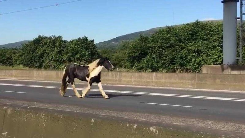 A horse trots along the M1 just outside Belfast on Thursday morning. Picture: BBC 
