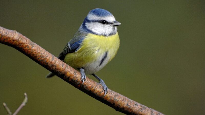 A blue tit, Parus caeruleus &ndash; watch out for it and other species this weekend 