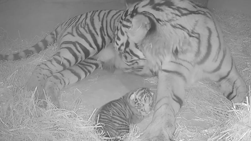 The zoo’s hidden ‘cubcam’ captured milestone moments including the youngster taking its first wobbly steps.