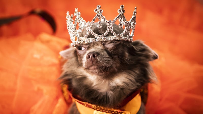 Crowns were given to winning male dogs and tiaras for females.
