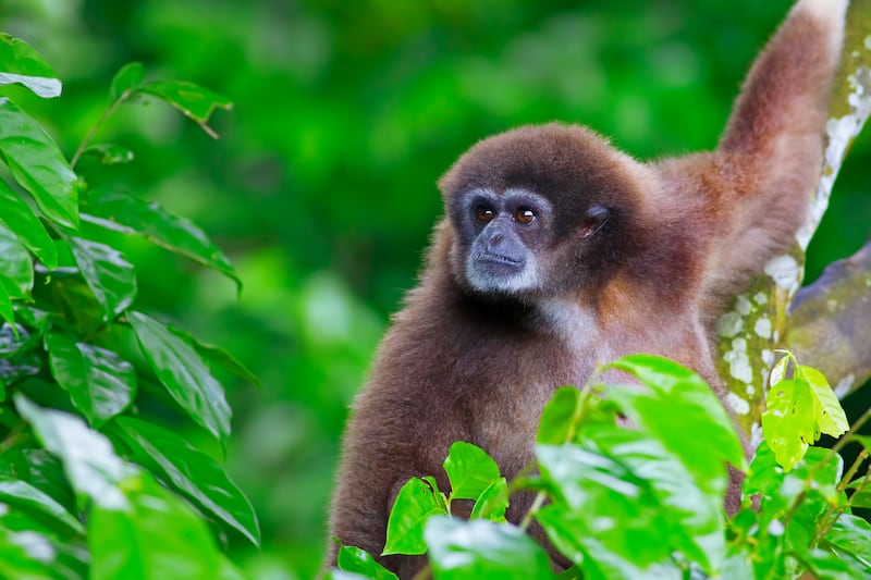 Gibbon monkey in Kota Kinabalu, Borneo, Malaysia