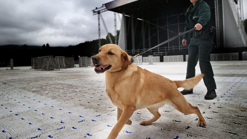 Jazz the police K9 unit drug sniffer dog gets ready for this year's Vital festival. Picture by Hugh Russell&nbsp;