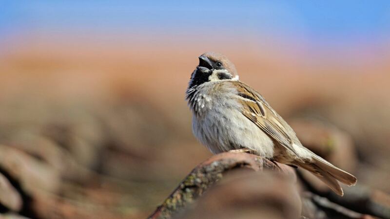 The tree sparrow is among the birds likely to be heard in the dawn chorus 