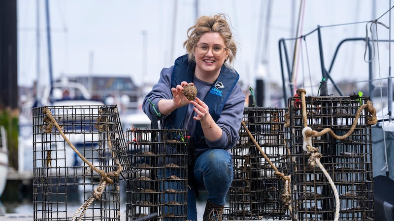 Native oysters in the lough became extinct in 1903 but were rediscovered in 2020 and now a new nursery at Bangor Marina aims to boost numbers.